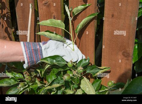 How To Prune An Espalier Apple Tree To Yeald Maximum Fruit Stock Photo