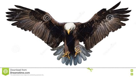 Eagle Landing Hand Draw On White Background Vector Stock Vector