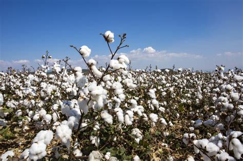 Cotton Field Agriculture Stock Photo Image Of Plant 127447108