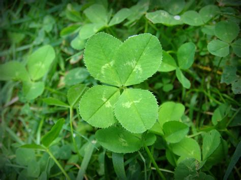 Gabrielle Gerhart Sets A World Record For The Most 4 Leaf Clovers
