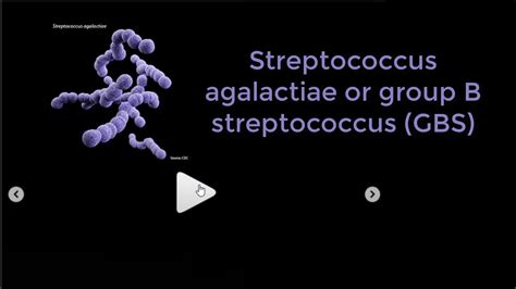 Streptococcus Agalactiae Or Group B Streptococcus Gbs Youtube