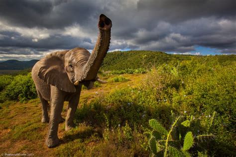 Spectacular South Africa Wildlife Photos Adventure Travel Blog The
