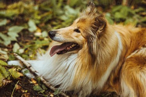 Collie Dog Lying On Grass In Forest Stock Photo