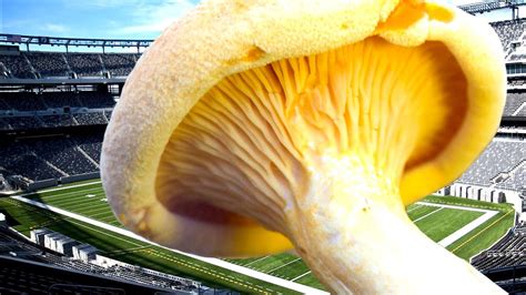 Humongous Fungus Aka Armillaria Solidipes The Worlds Biggest Living