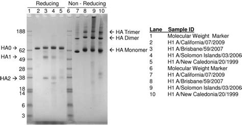 Reducing And Non Reducing Sds Page Of H N Rha Proteins For Each My
