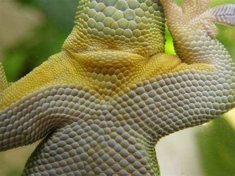 Should i get a male or female leopard gecko as pets onlinegeckos com gecko breeder. Keeping Giant day geckos (Ph. grandis) | Baltic Dragons