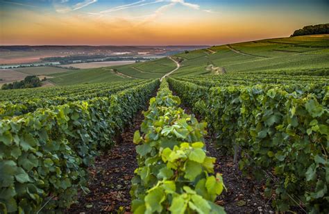 Hozzájáruló Déli Jelölje Be Best Time To Visit Vineyards In France