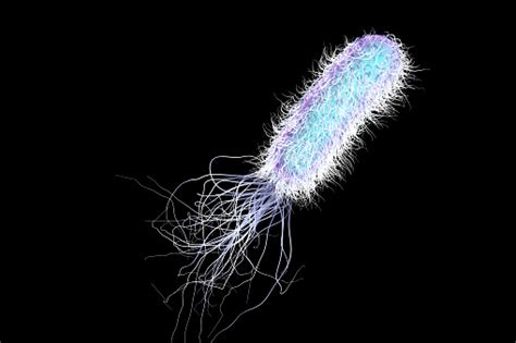 Bacterium Pseudomonas Aeruginosa Stock Photo Download Image Now