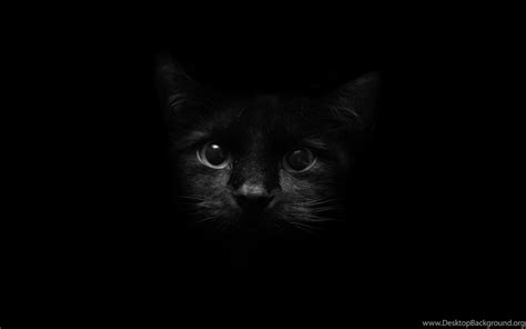 Black Cat Hd Wallpapers Desktop Background