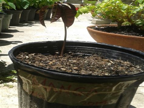 How To Grow A Mango Tree From A Seed Mikes Backyard Nursery