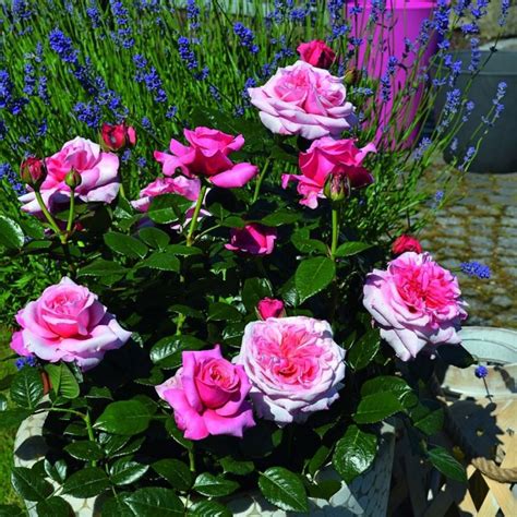 Rosa Timeless Pink Hybrid Tea 4l Coolings Garden Centre