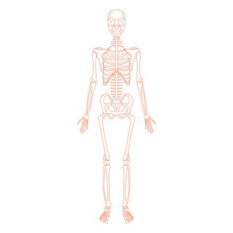 Skeletal System Anatomy Bones Transparent Png And Svg Vector File