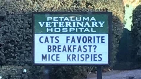Hilarious Vet Signs That Every Cat Lover Will Understand Worldation