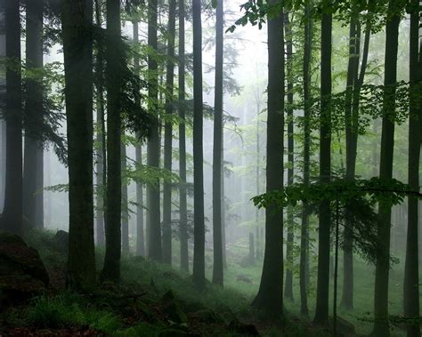Forest Covered With Fog Hd Wallpaper Wallpaper Flare