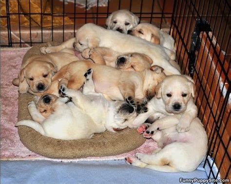 Leave a comment for them! Pile Of Puppies - funnypuppysite.com