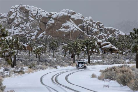 Joshua Tree Dusted In Rare Snow Making An Already Otherworldly