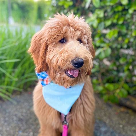 How Much Does A Goldendoodle Cost 2024 We Love Doodles
