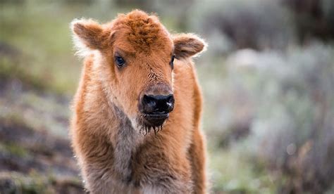 First Bison Calves Born In Canadas Banff National Park In 140 Years