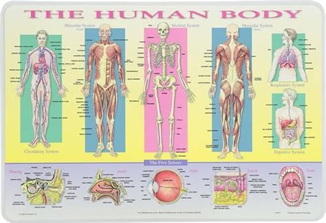 Painless Learning Human Body Placemat Uk Home And Kitchen