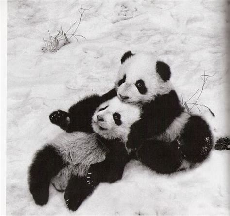 Cute Pandas ♡ Pandas Photo 35203710 Fanpop