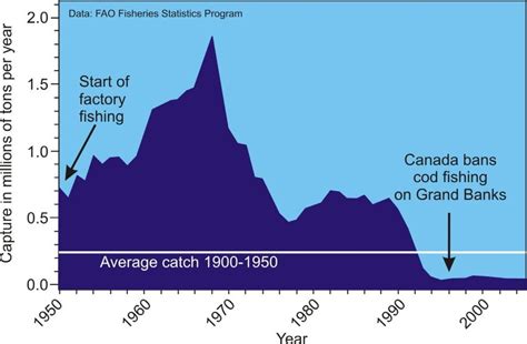 History Of The Grand Banks Cod Fishery Since 1950 Data From The Food