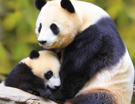 Urso Panda Gigante Sério Risco De Extinção