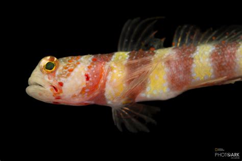 Photo Ark Home Wheelers Shrimp Goby National Geographic Society