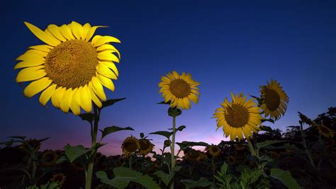2560x1440 Sunflower 1440p Resolution Hd 4k Wallpapers Images
