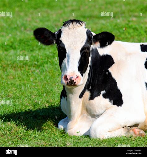 Black And White Cow Lying Down Stock Photo Alamy