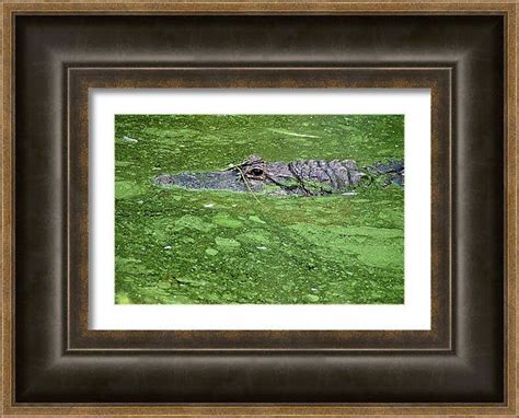 Alligator In Swamp Framed Print By Aimee L Maher Alm Gallery Framed