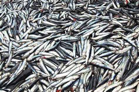 Primera Temporada De Pesca De Anchoveta Iniciará El 10 De Marzo En Zona