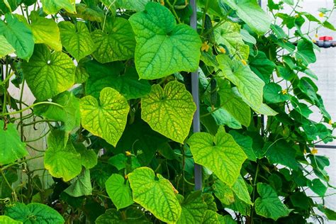 The Ultimate Guide On Why Your Cucumber Leaves Are Turning Yellow