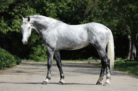 Orlov Trotter Breed Guide Characteristics Health And Nutrition Mad Barn
