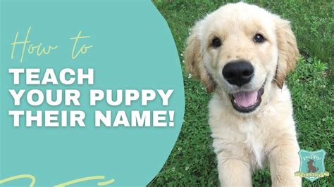How To Teach Your Puppy Their Name Youtube