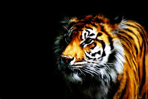 Cool 3d Desktop Wallpaper Tiger Tiger Wallpaper Tiger Images Tiger