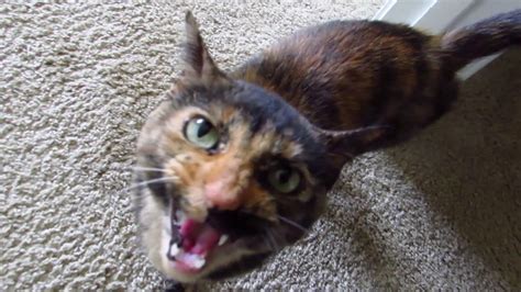 Twiggy The Vocal Tortoiseshell Cat Youtube