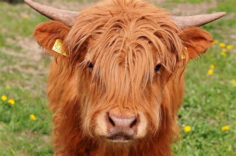 Things You Need To Know About The Highland Cow Long Haired Cows Mini