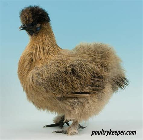 Partridge Silkie0241 Silkies Silkie Chickens Silkie Chickens Colors