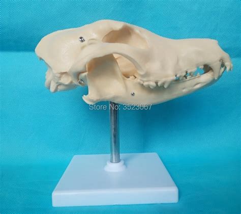 Anatomical Canine Pathology Jaw Model Medical Dog Mouth And Teeth