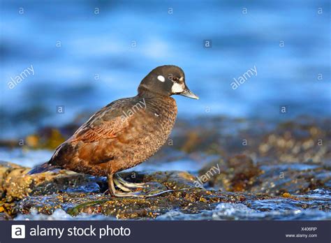 Harlequin Ducks High Resolution Stock Photography And Images Alamy