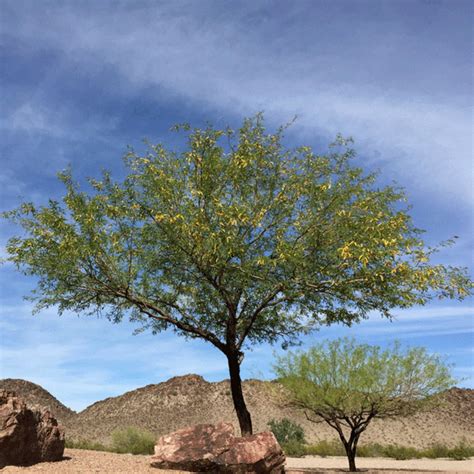 Mesquite Trees For Sale