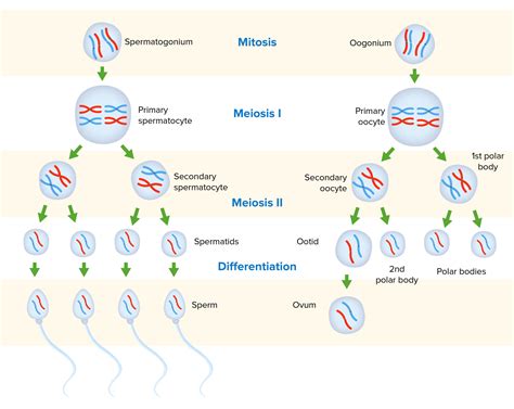 gametogenesis concise medical knowledge