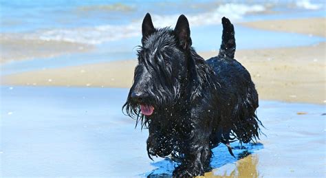 5 Things to Know About Scottish Terriers
