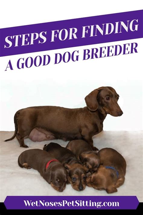 How To Find A Good Dog Breeder