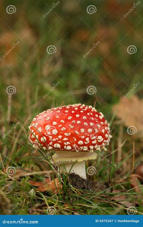 Autumn Scene Toadstool Or Fly Agaric Mushroom Stock Image Image Of