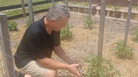 How To Prune Tomato And Pepper Plants In The Garden For A Better Crop