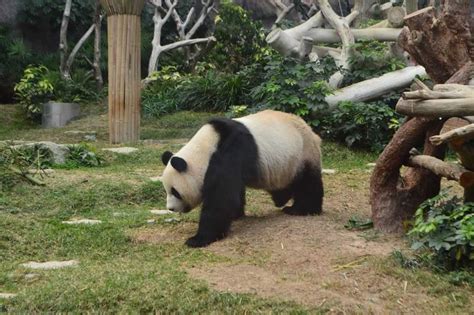 Macao Giant Panda Pavilion Timings Entry Fees