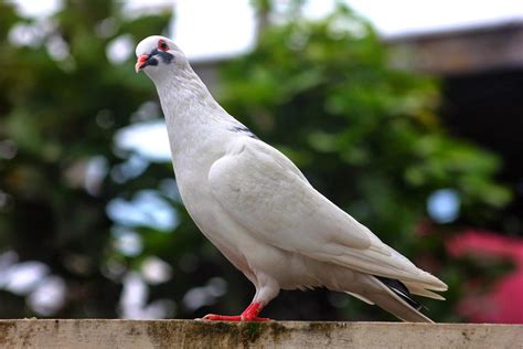 Maybe you would like to learn more about one of these? camperenik project: KARAKTER MERPATI BALAP DARI SEGI WARNA ...