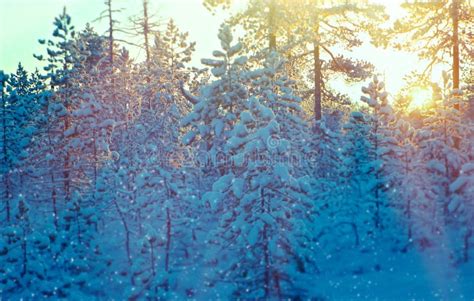 Winter Snowy Forest At Sunset Stock Image Image Of Outdoor Forest