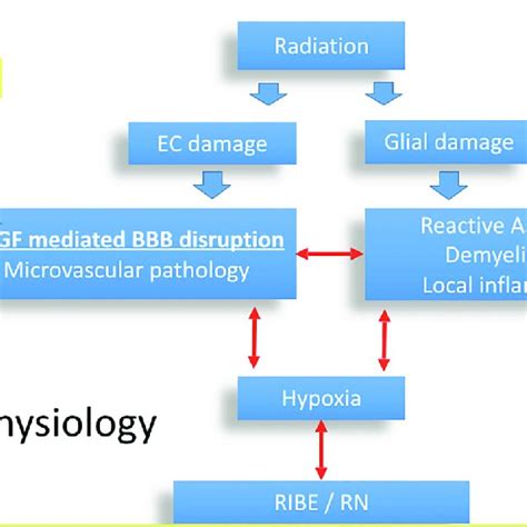 Flow Chart Illustrating The Pathophysiology Of Radiation Induced